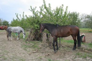 Mayday with traditional shows
